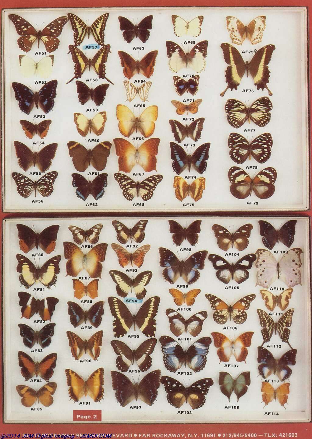 The Butterfly Company (NY) 4 Page catalog (1980-1981)